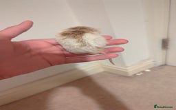 Rat rodents for sale: African soft fured rats babies and adults for sale - Image 6