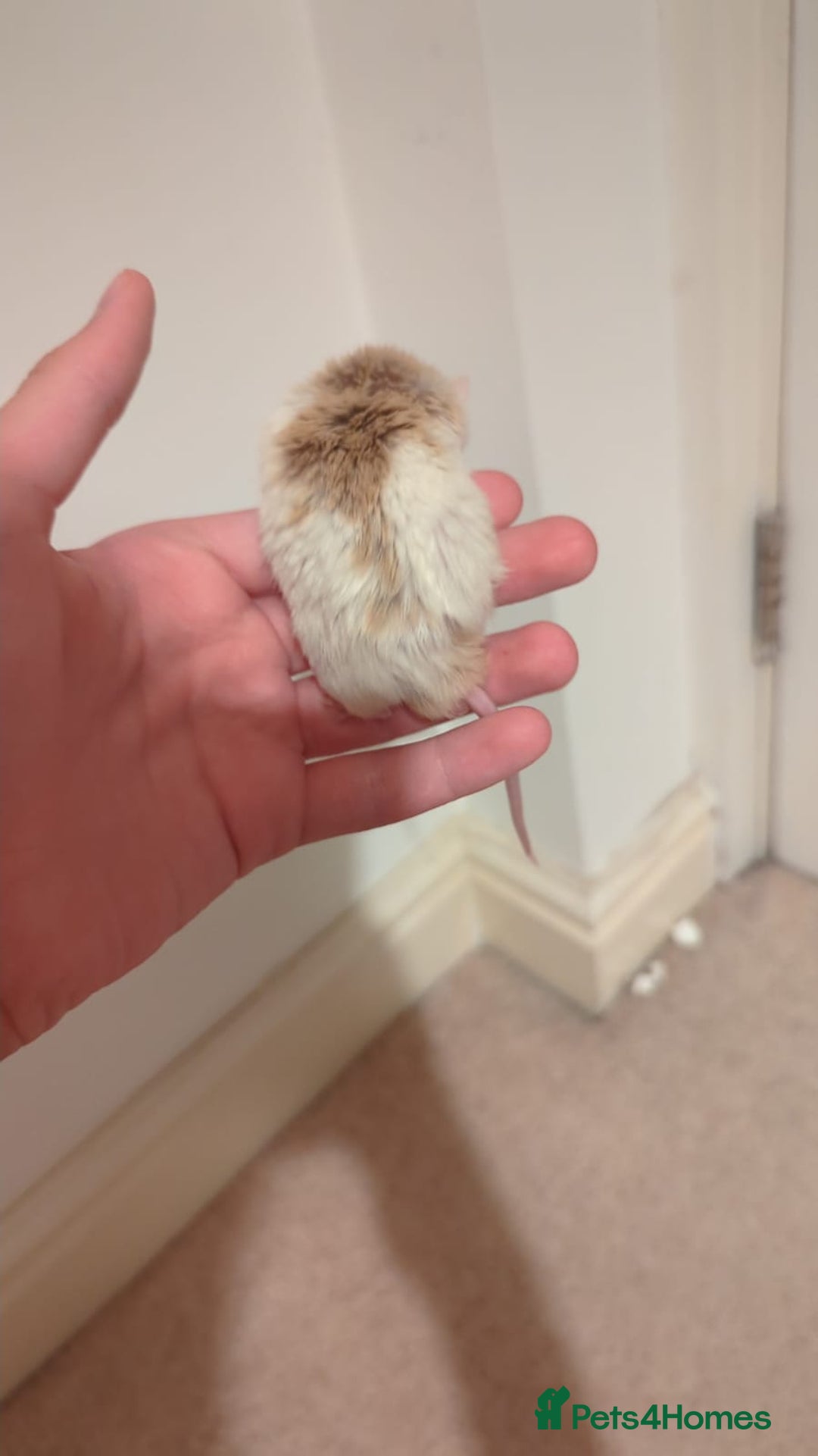 Rat rodents for sale: African soft fured rats babies and adults for sale - Image 6