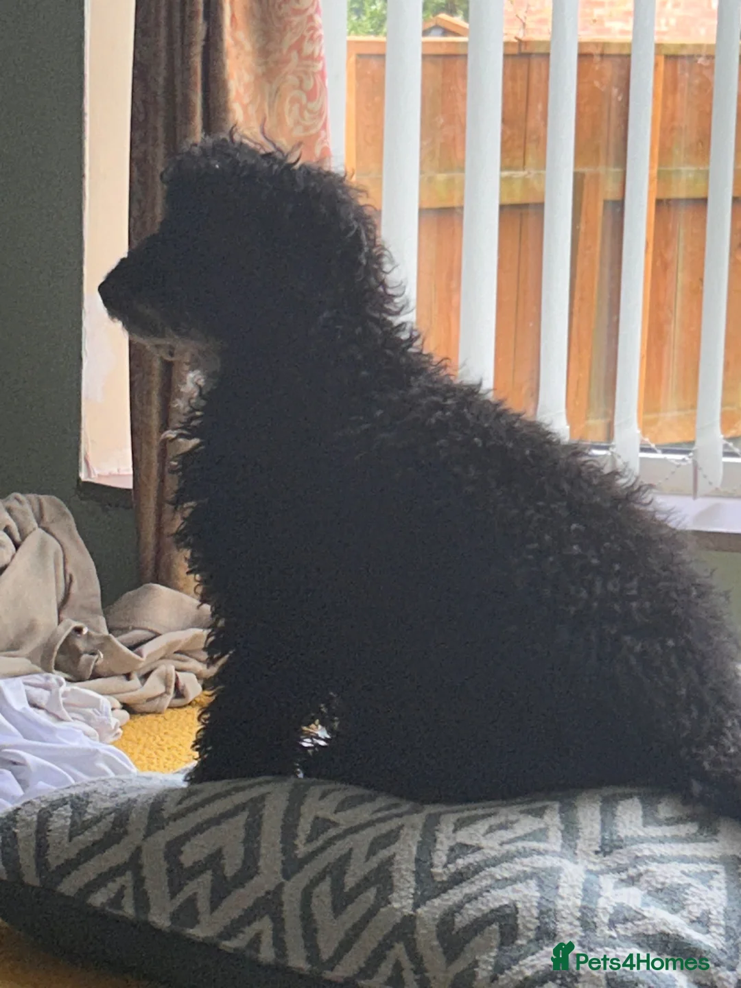 Cavapoo dogs for sale: 5 month Black Cavapoo - REHOME to GREAT home only - Advert 2