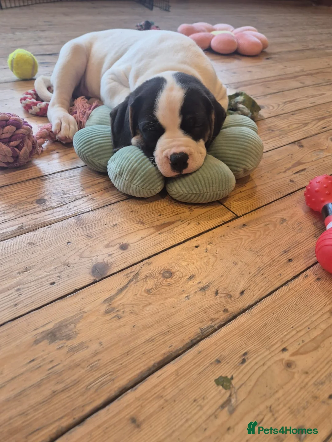 Mixed Breed dogs for sale: Puppys for sale  - Advert 3