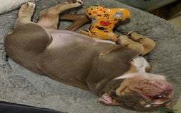 English Bulldog dogs for sale: Final Female English Bulldog available - Image 16