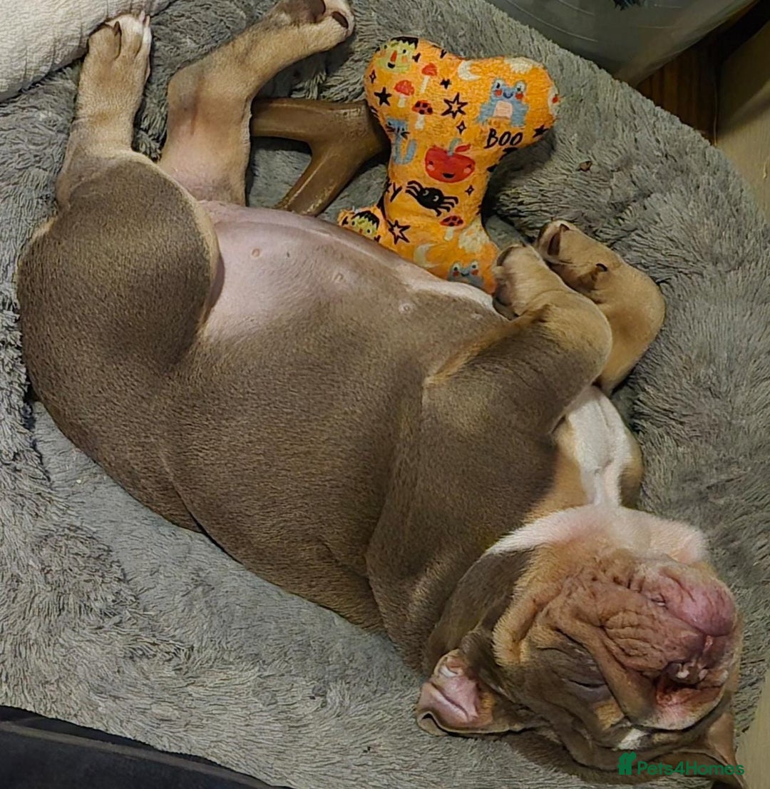 English Bulldog dogs for sale: Final Female English Bulldog available - Image 16