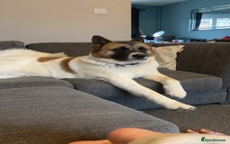 Akita dogs for sale: Akita for rehoming - Advert 6