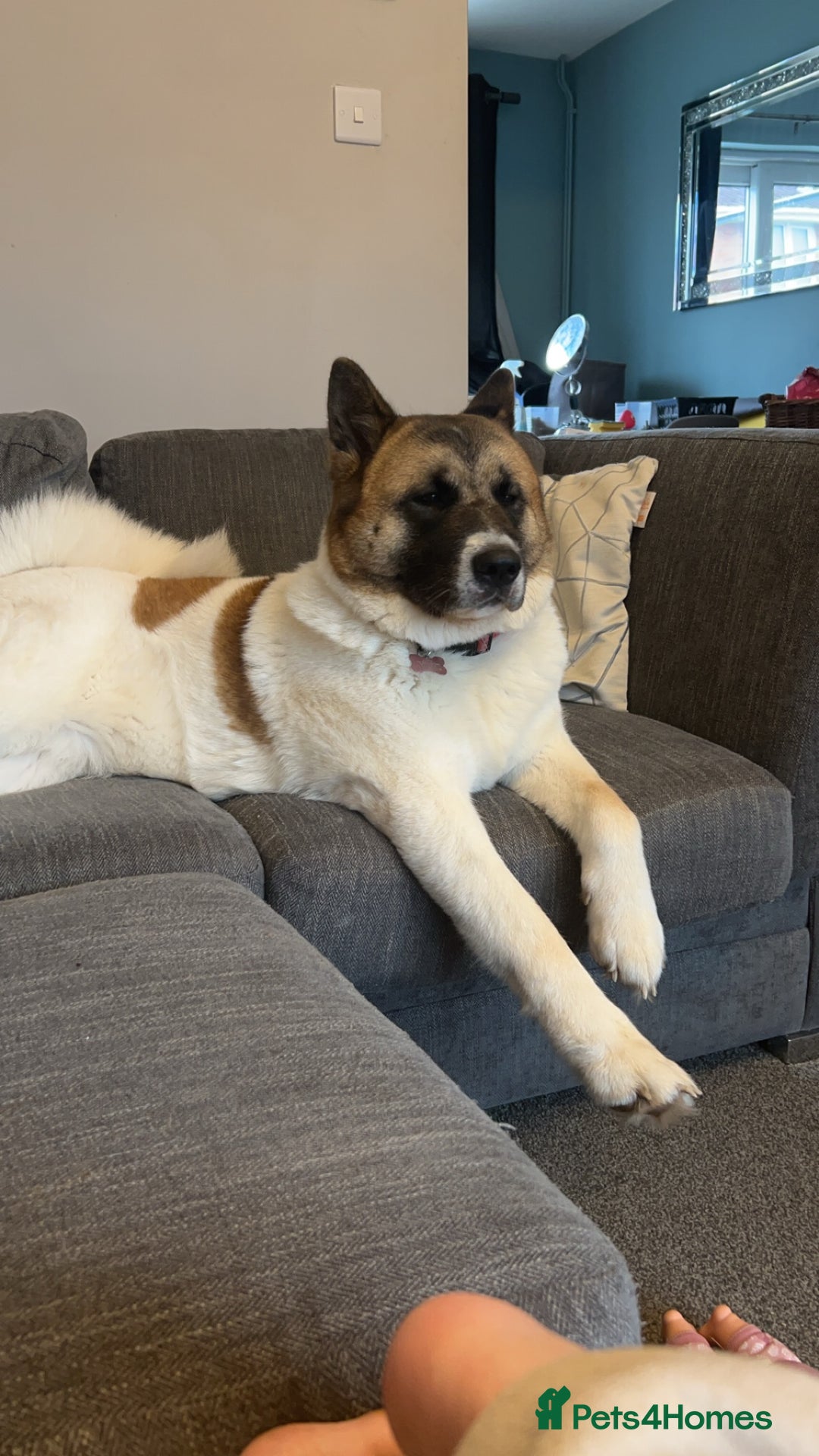 Akita dogs for sale: Akita for rehoming - Advert 6