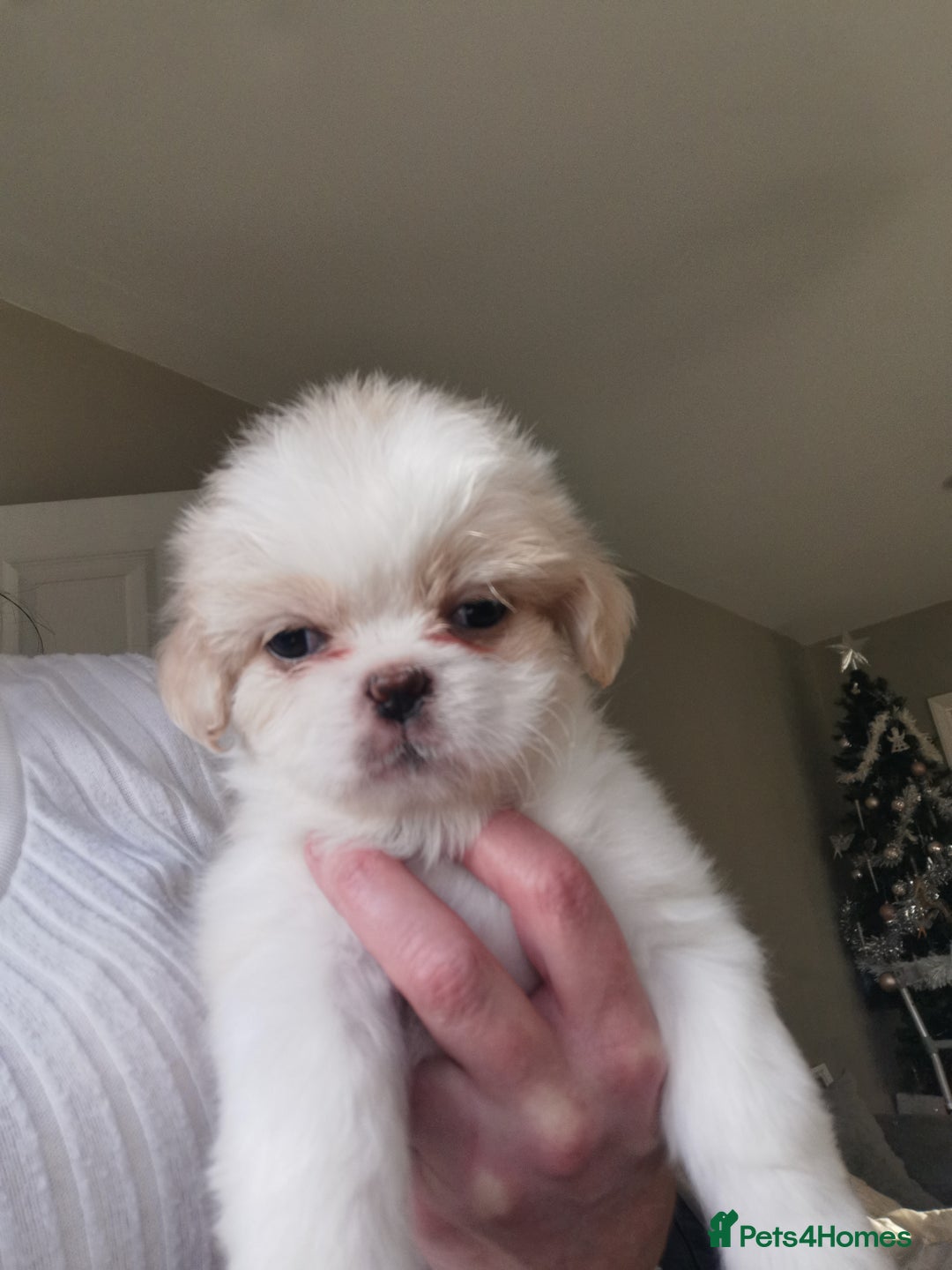 Mixed Breed dogs for sale: Adorable fluffy shihtzu pups - Advert 4