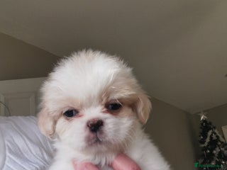 Mixed Breed dogs Adorable fluffy shihtzu pups - Advert 2