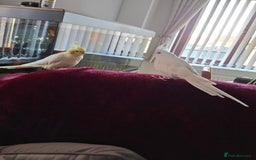 Cockatiels birds for sale: Pair of Cockatiels for sale. - Image 2