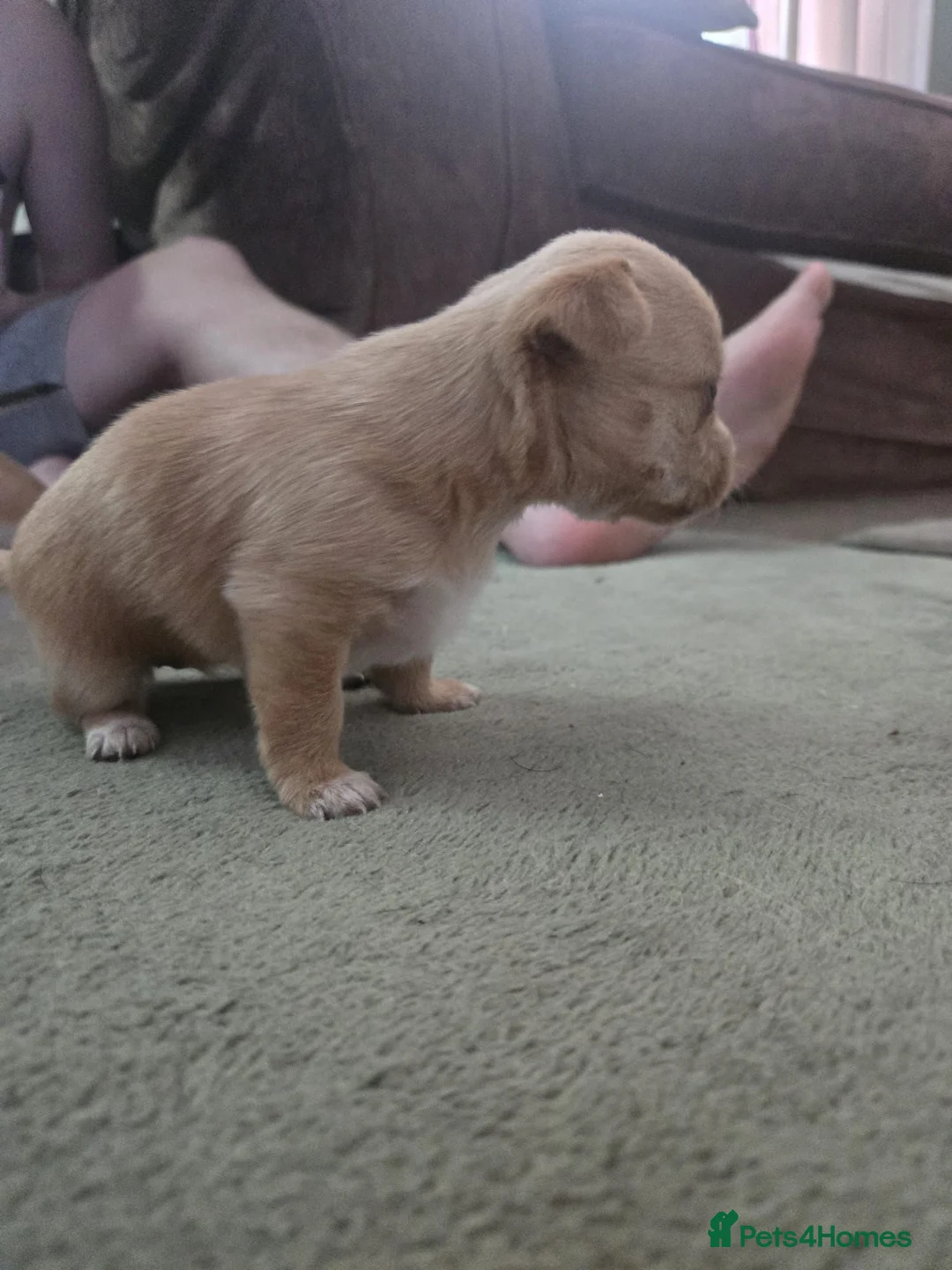 Chorkie dogs for sale: Chorkie puppy  - Advert 2