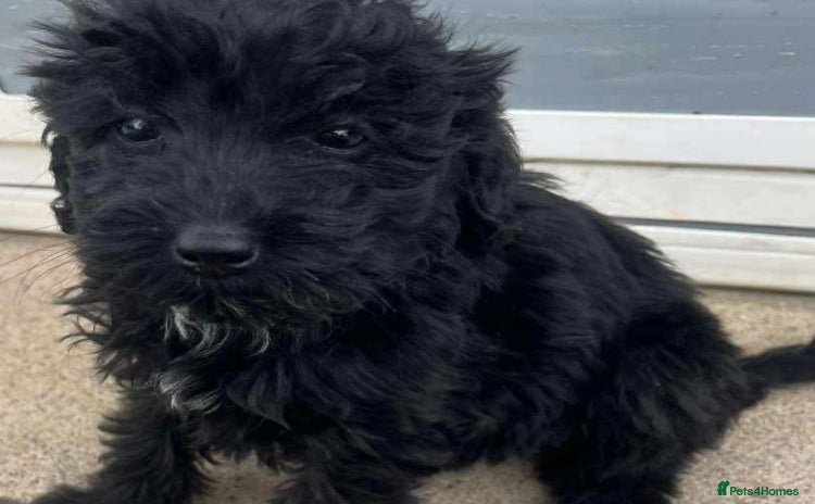 Mixed Breed dogs - Advert 1