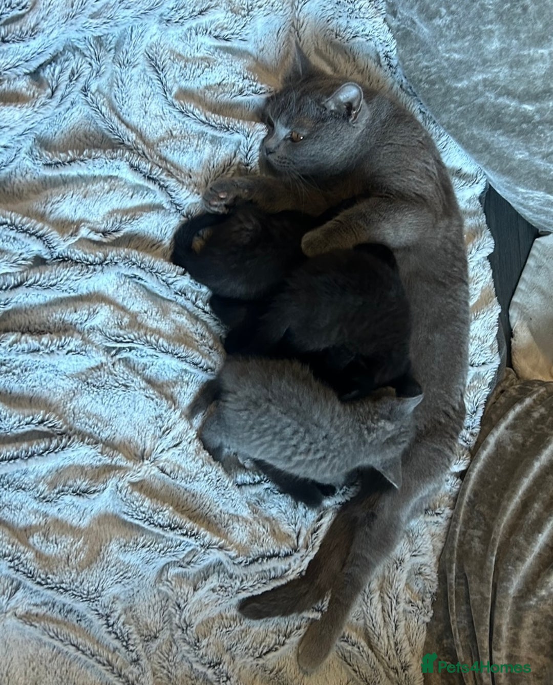 British Shorthair cats for sale:  British short hair kittens  - Image 5