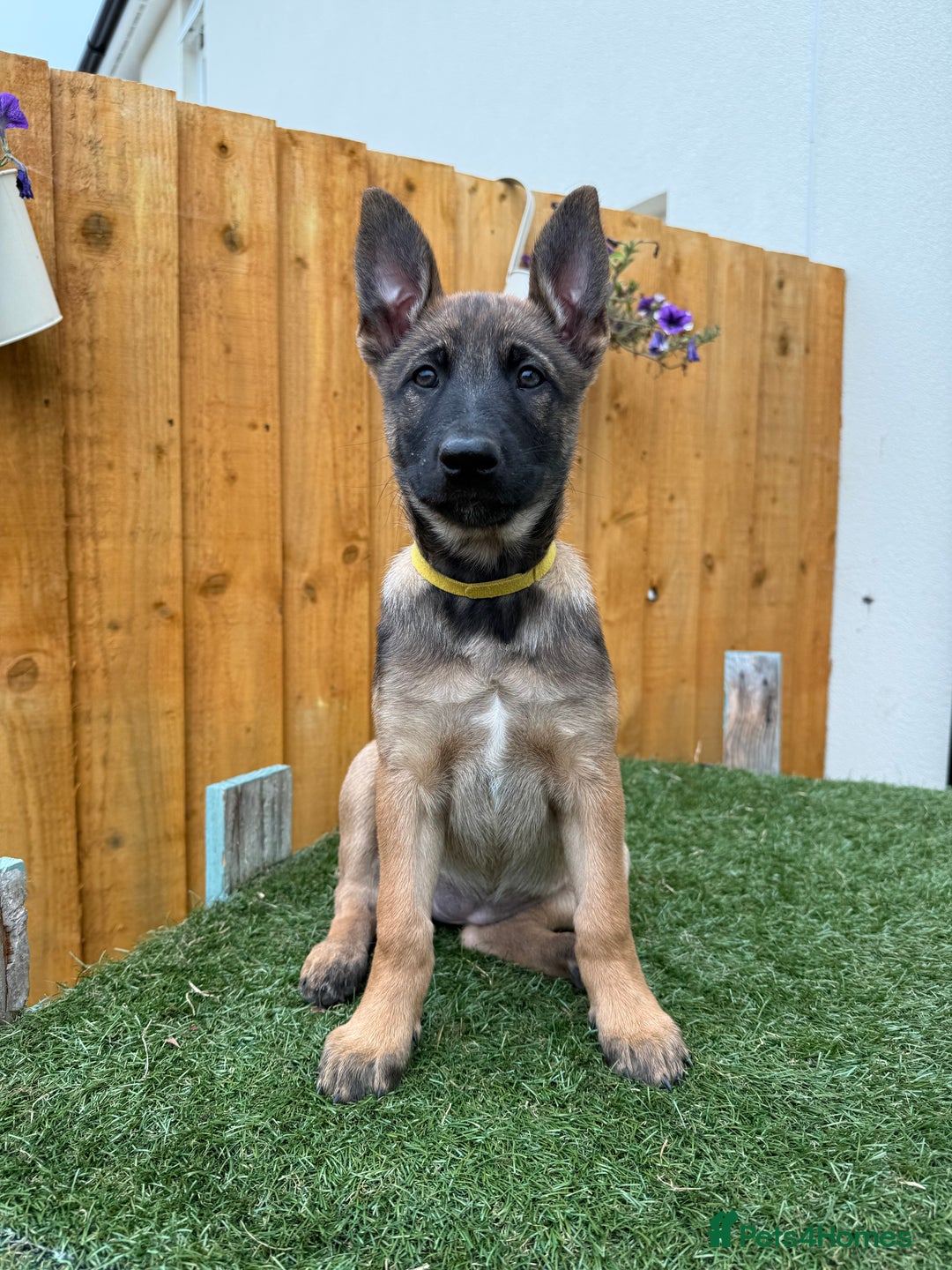 Belgian Shepherd Dog dogs for sale: Belgian Malinois puppies🐾 - Image 31