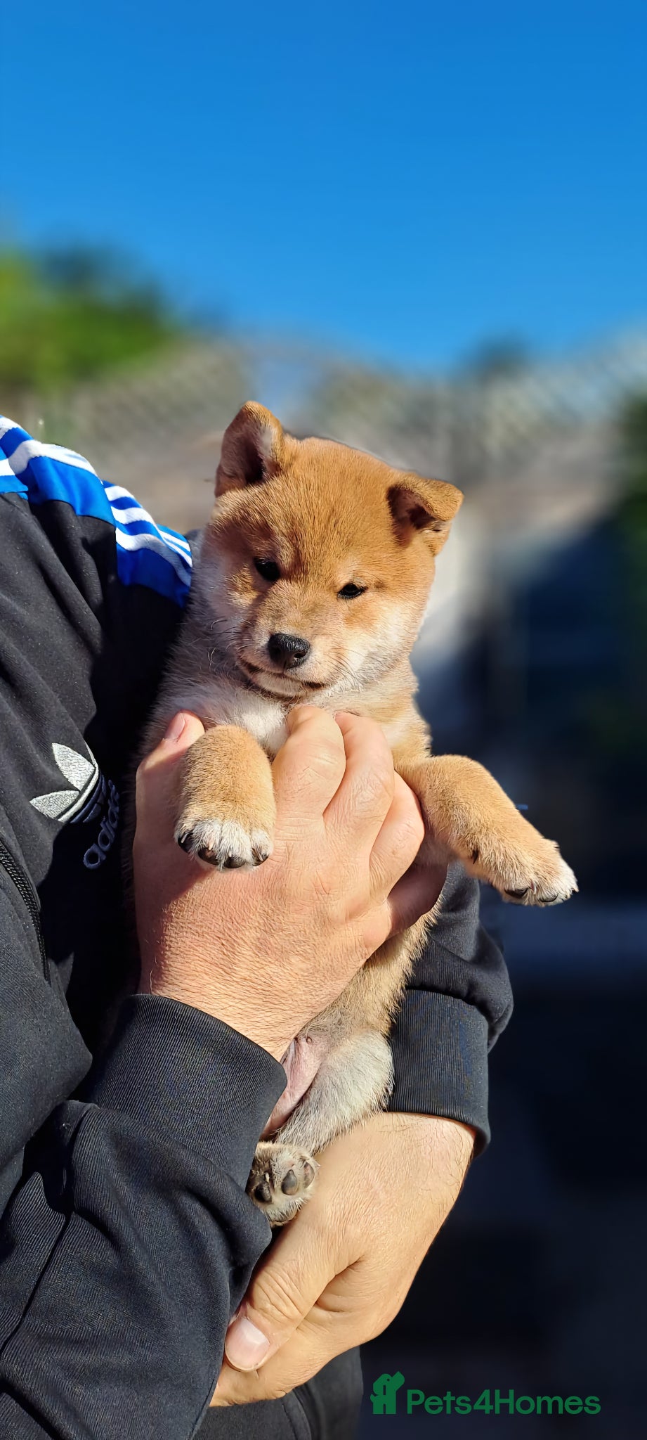Japanese Shiba Inu dogs 🐶Kc reg🩵 1 BOY 💙 - Advert 1