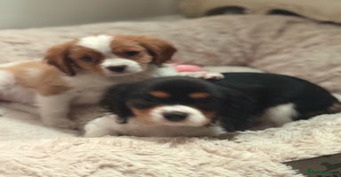 Cavalier King Charles Spaniel dogs Cavalier King Charles pups - Advert 9
