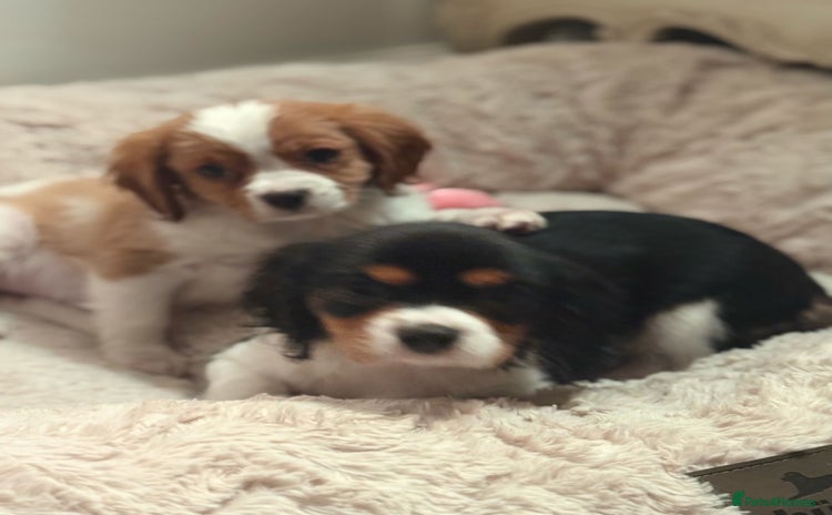 Cavalier King Charles Spaniel dogs Cavalier King Charles pups - Advert 9