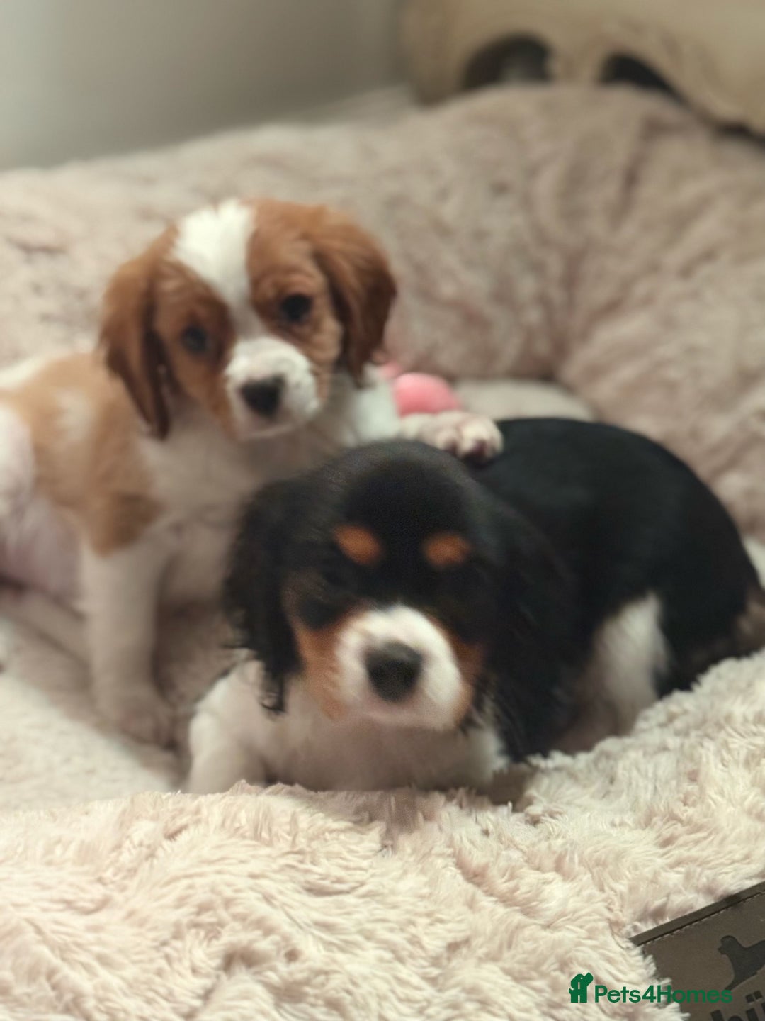 Cavalier King Charles Spaniel dogs for sale: Cavalier King Charles pups - Advert 2