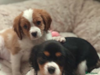 Cavalier King Charles Spaniel dogs Cavalier King Charles pups - Advert 8