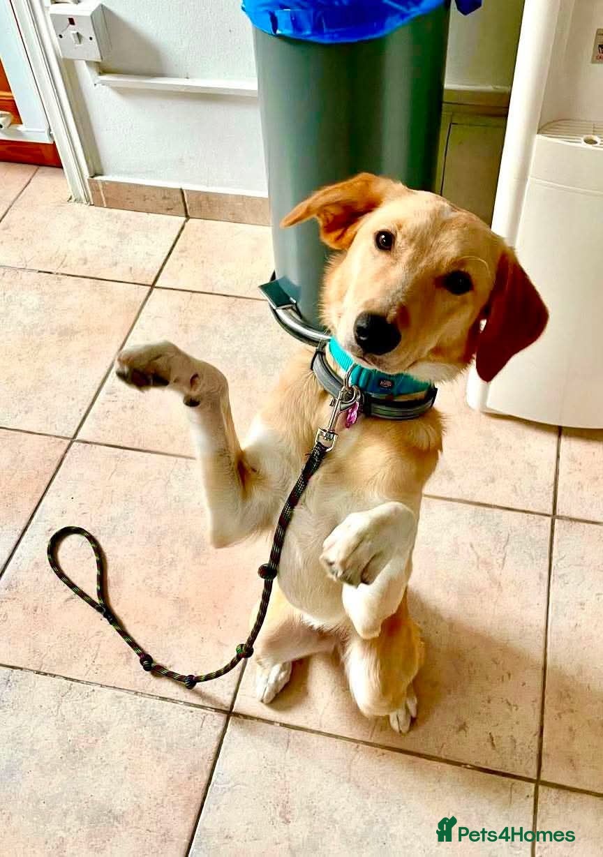 Mixed Breed dogs Maple is ready for her forever family!  - Advert 2