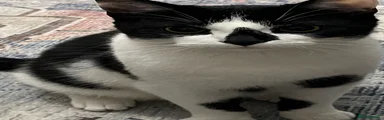 Whitey