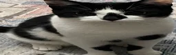Mixed Breed cats for sale: Beautiful Calm Black & White Male Cat 1.5 year old in Havant - Advert 12