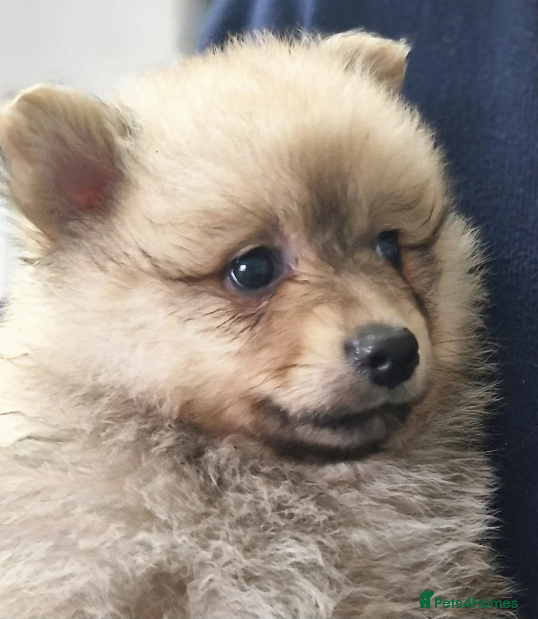 German Spitz dogs for sale: German spitz Mittel - Advert 12