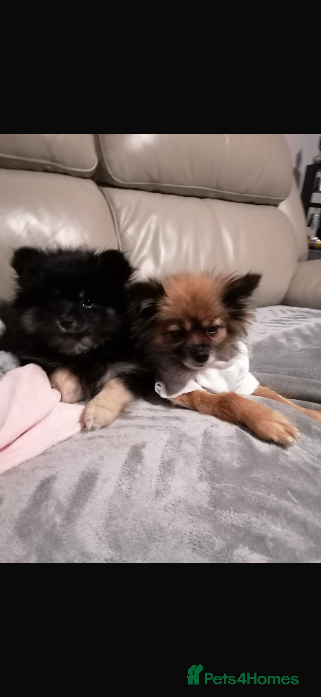 Pomeranian dogs for stud: 2kg, KC Registered, Proven, Pomeranian  in Cardiff - Advert 31