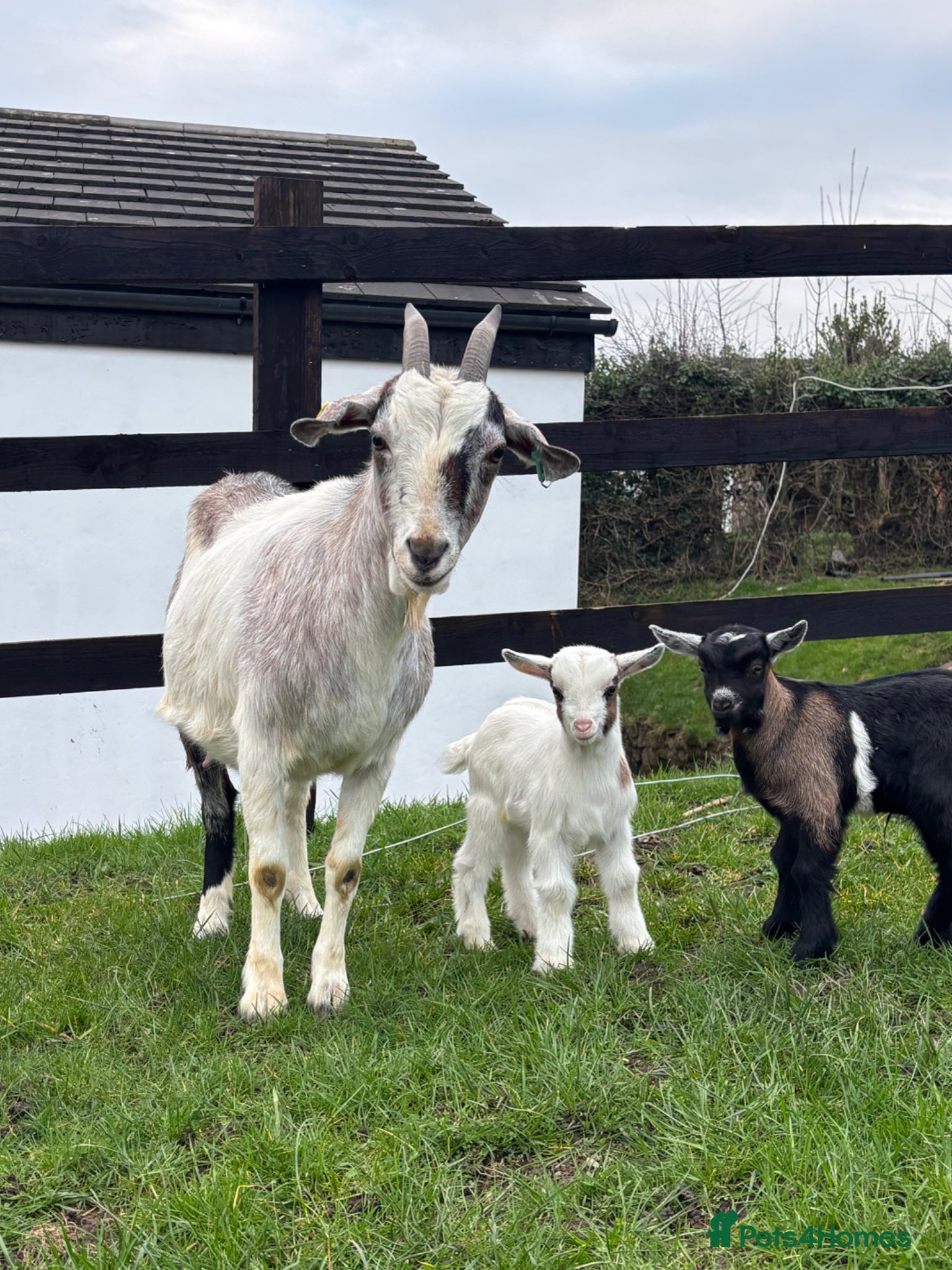 Goats livestock 2 male Pygmy crosses  - Advert 2