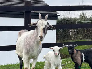 Goats livestock 2 male Pygmy crosses - Advert 2
