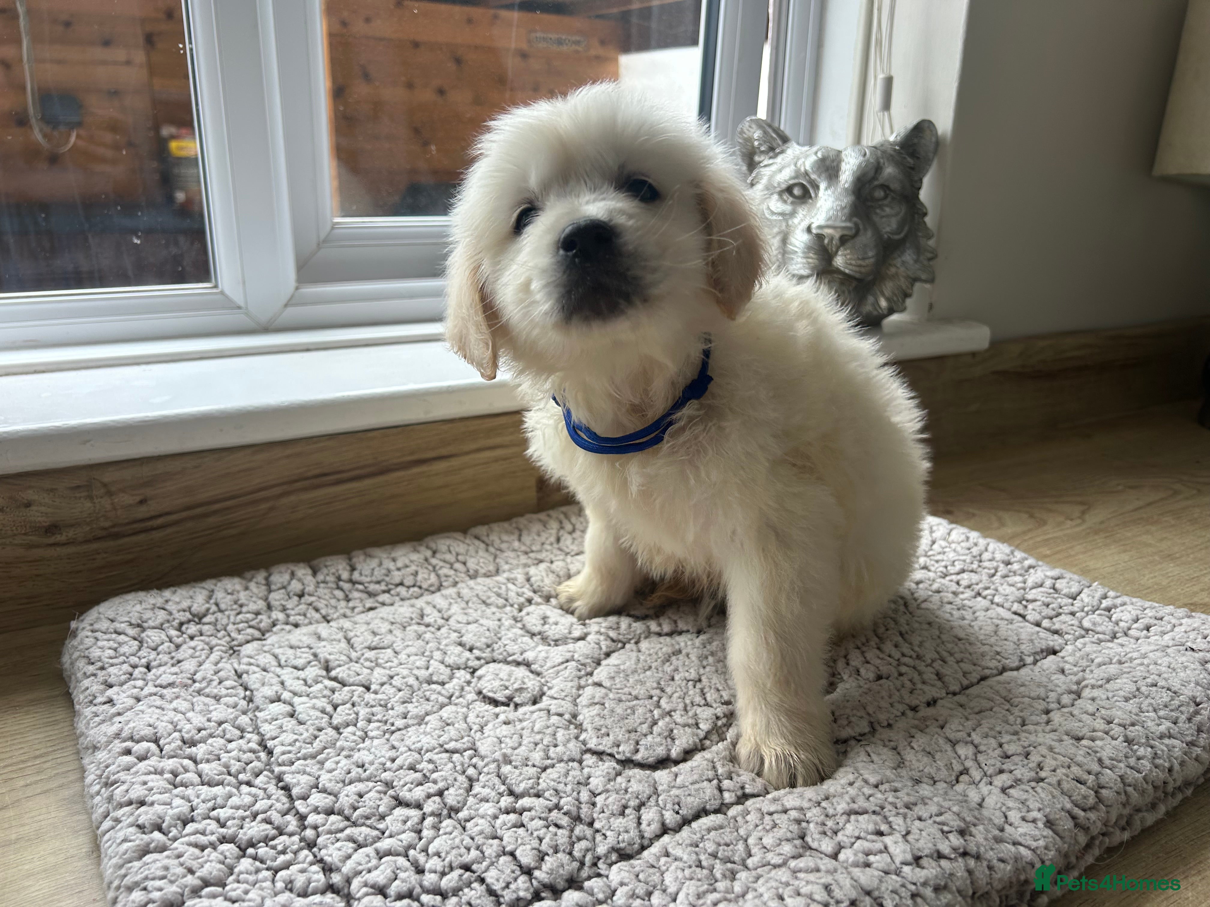 Golden Retriever dogs Gorgeous golden retriever pups - Advert 2