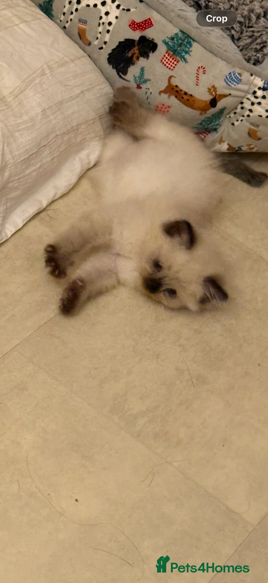 Ragdoll cats for sale: Beautiful Seal Point female Ragdoll kitten - Advert 14