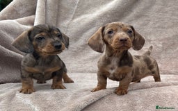Dachshund dogs for sale: Miniature dachshund x Teckel puppies-Ready now!  - Image 2
