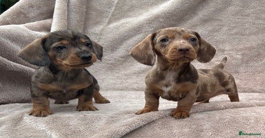 Dachshund dogs - Advert 5