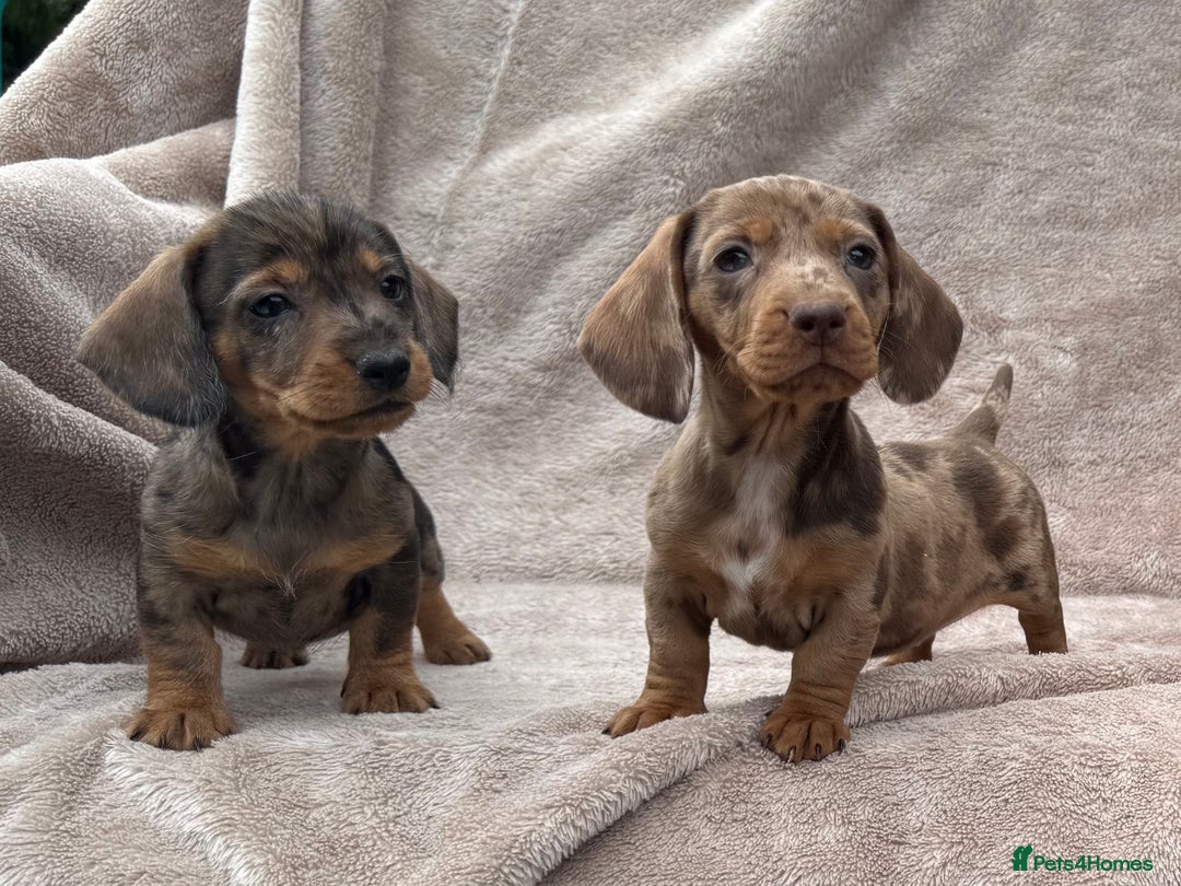 Dachshund dogs for sale: Miniature dachshund x Teckel puppies-Ready now!  - Image 2