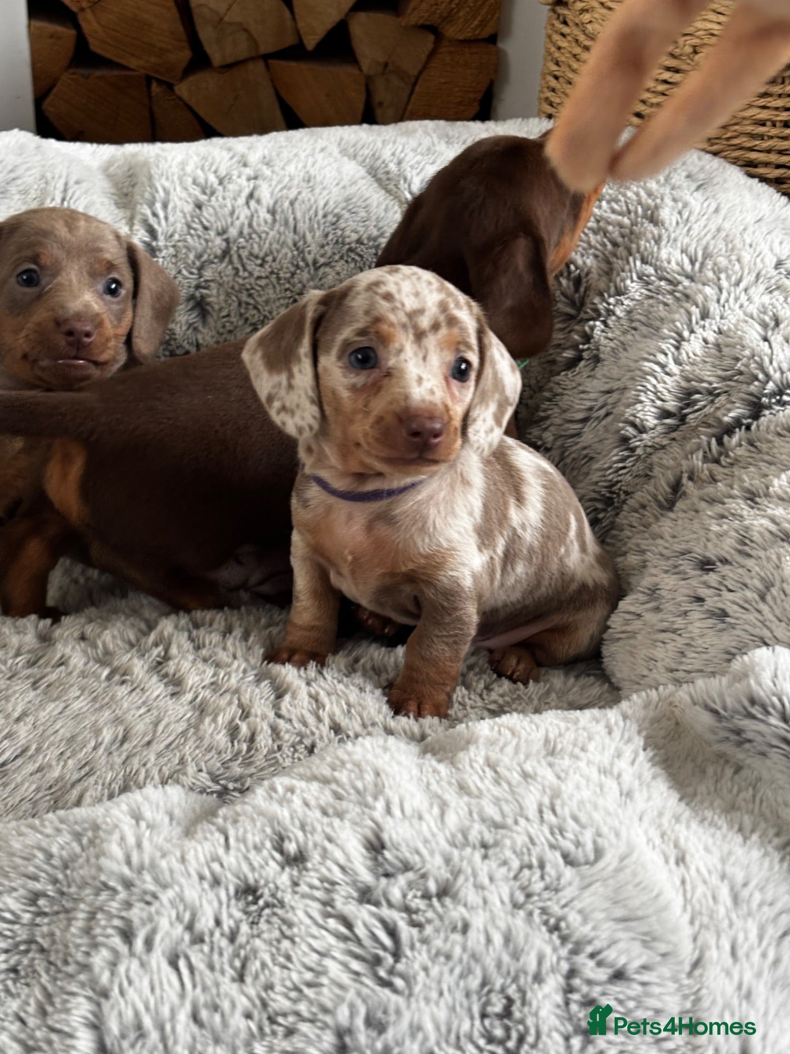 Miniature Dachshund dogs Stunning miniature dachshund puppies 4 LEFT - Advert 1