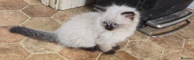 Ragdoll 1
