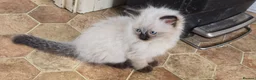 Ragdoll cats for sale: One Female Ragdoll Kitten left - Advert 15