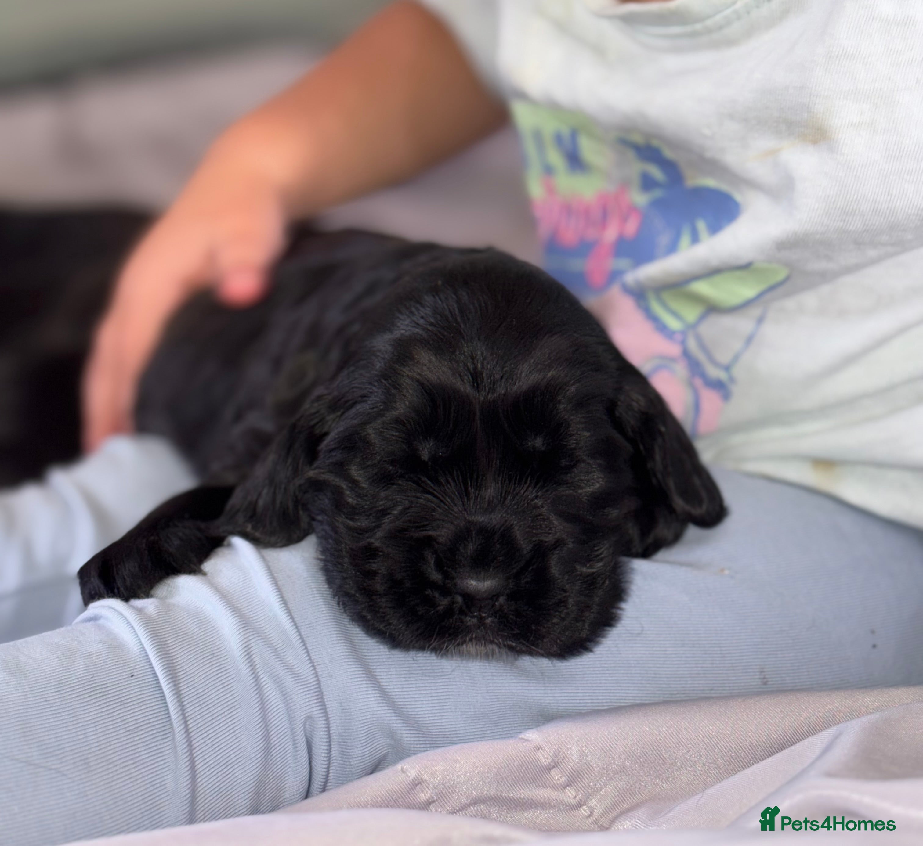 Cocker Spaniel dogs show type female!!!  - Advert 1