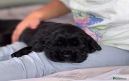 Cocker Spaniel dogs for sale: Beautiful show type cocker spaniels  - Image 1