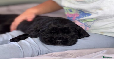 Cocker Spaniel dogs - Advert 2