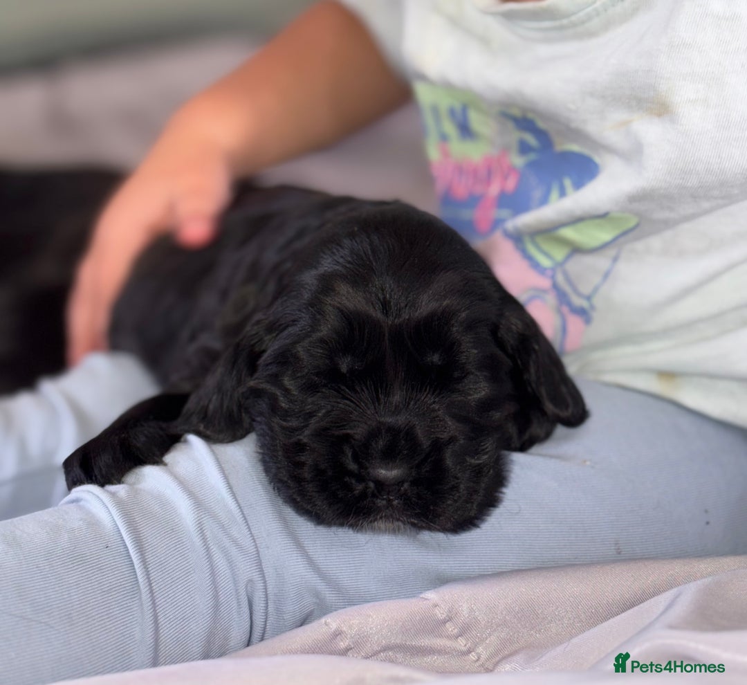 Cocker Spaniel dogs for sale: Beautiful show type cocker spaniels  - Image 1