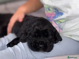 Cocker Spaniel dogs show type female!!! - Advert 1