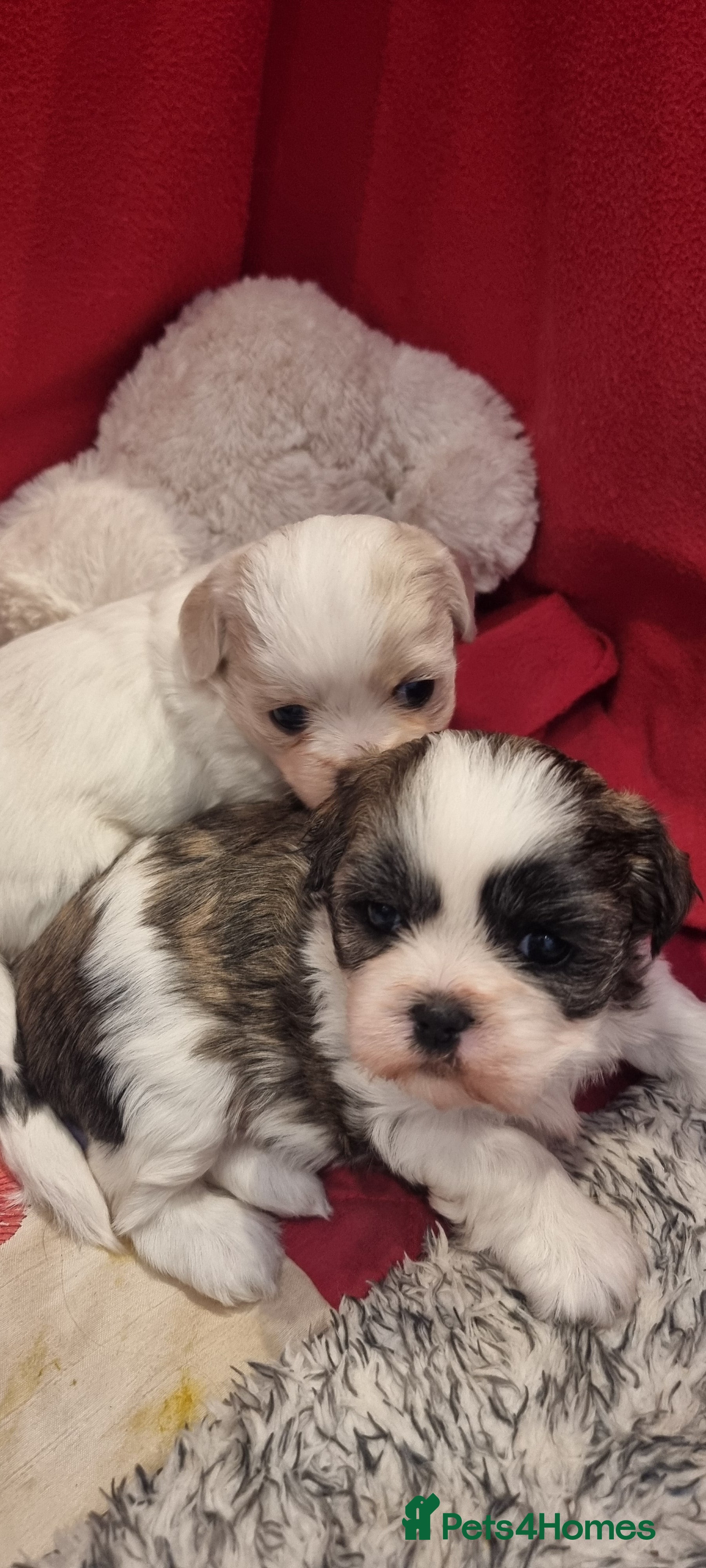 Shih Tzu dogs Twin girls available  - Advert 2