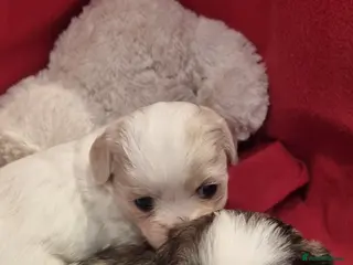 Shih Tzu dogs Twin girls available - Advert 2