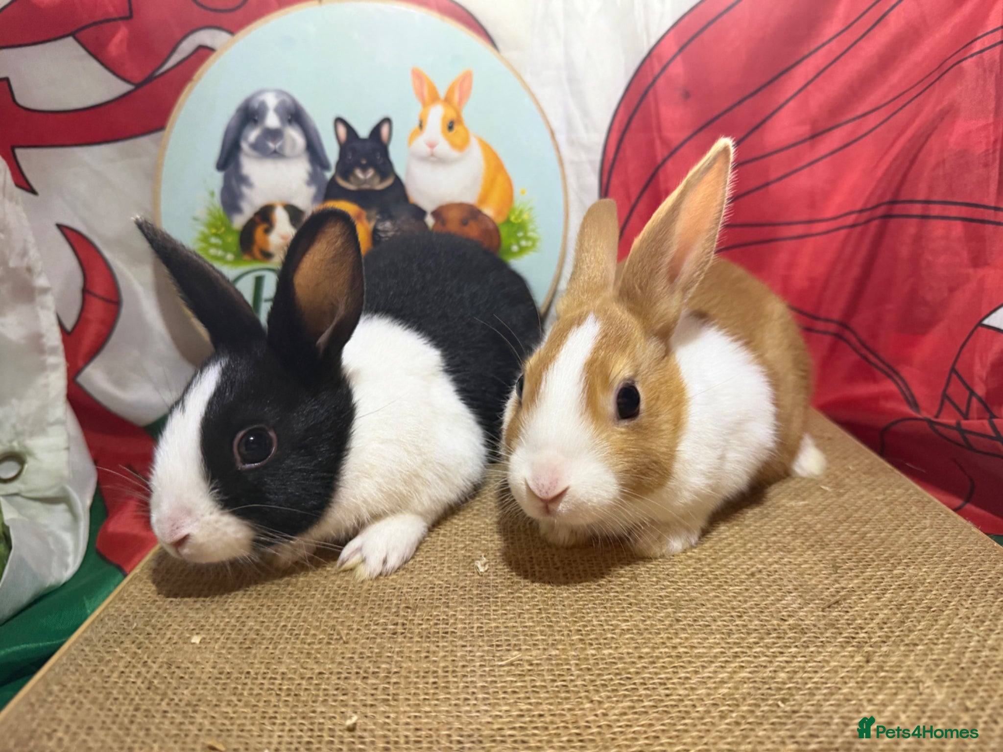 Dutch rabbits Gorgeous Dutch rabbits ready to reserve.  - Advert 11
