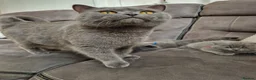 British Shorthair cats for sale: British shorthair blue BSH kittens - Advert 7