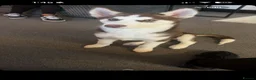 Siberian Husky dogs for sale: Siberian husky in Bury - Advert 4