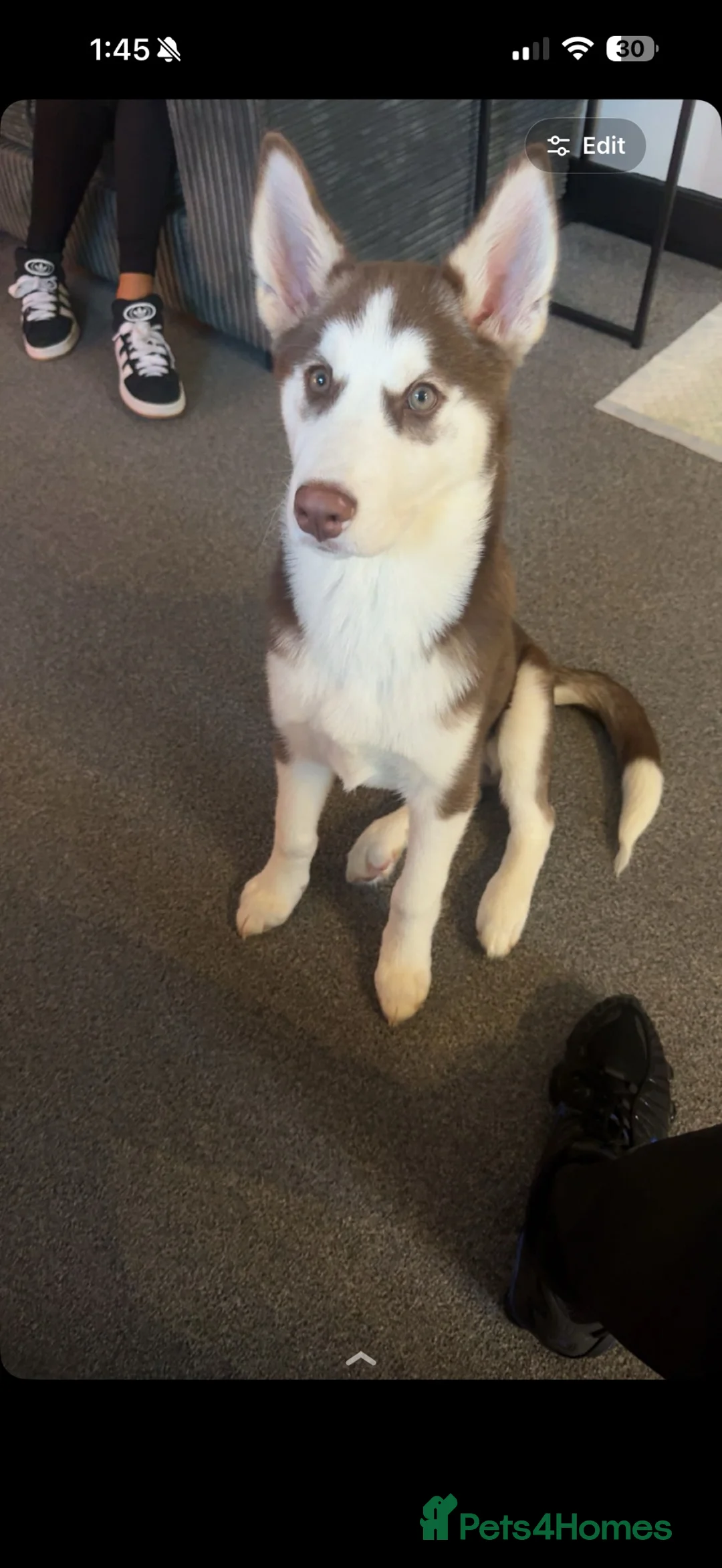 Siberian Husky dogs for sale: Siberian husky in Bury - Advert 4