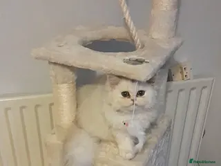 Persian cats ♦🍒White tipped Persian kittens ready now - Advert 9