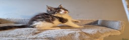 Maine Coon cats for sale: Beautiful Maine Coon kittens  - Advert 4