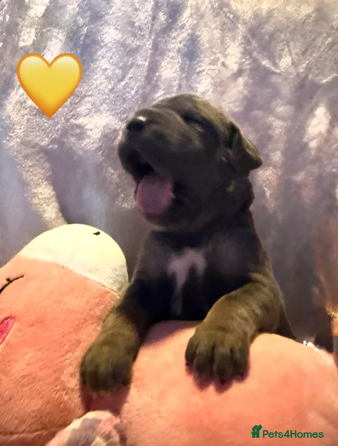 Cane Corso dogs for sale: Cane corso puppies ICCF registered  - Advert 1