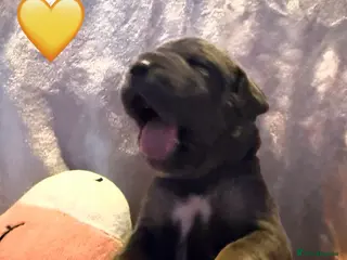 Cane Corso dogs Cane corso puppies ICCF registered - Advert 2